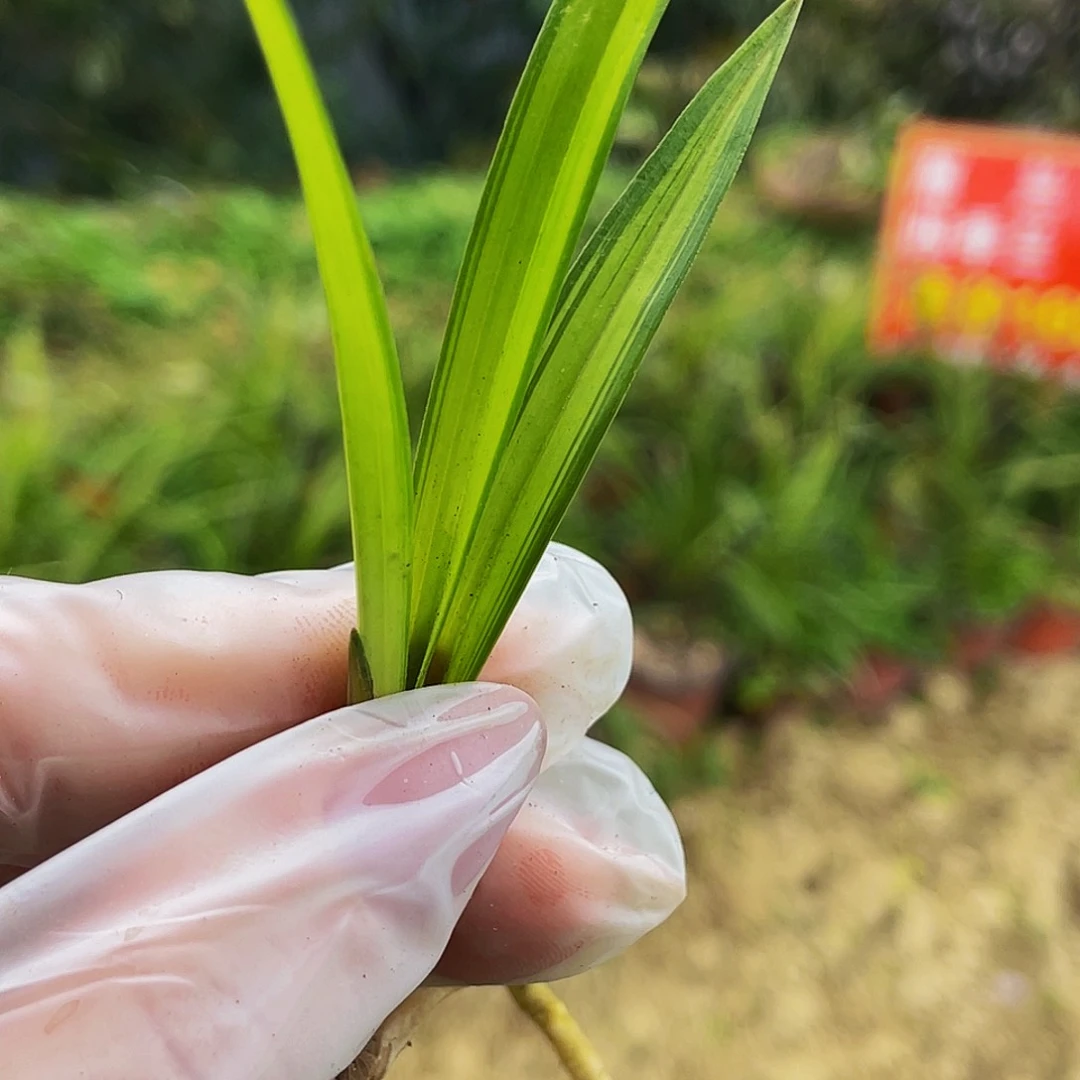 完全开放绿兰中透