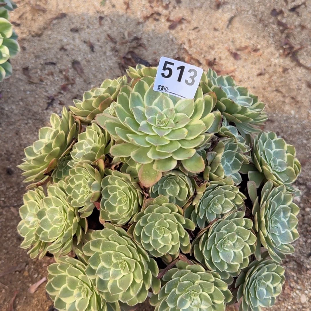 513粉花妖多肉植物