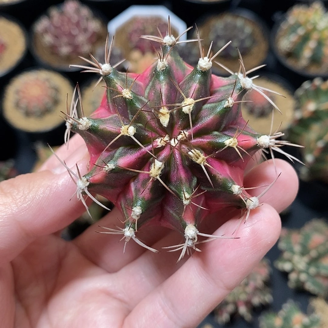 米哈仙人球锦侧芽006