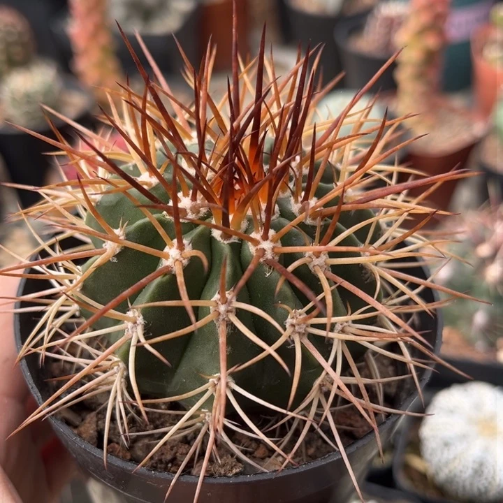 仙人球一物一拍实生