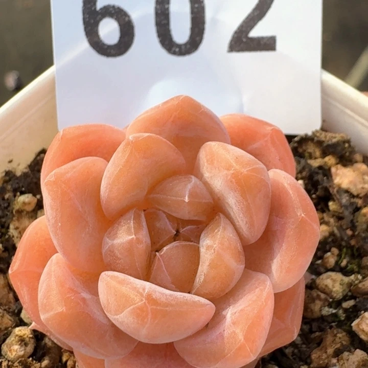 开播福利多肉植物