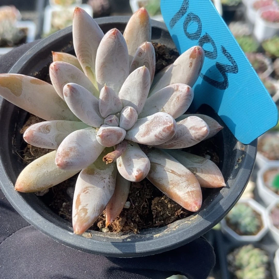 1003杜里万多肉植物
