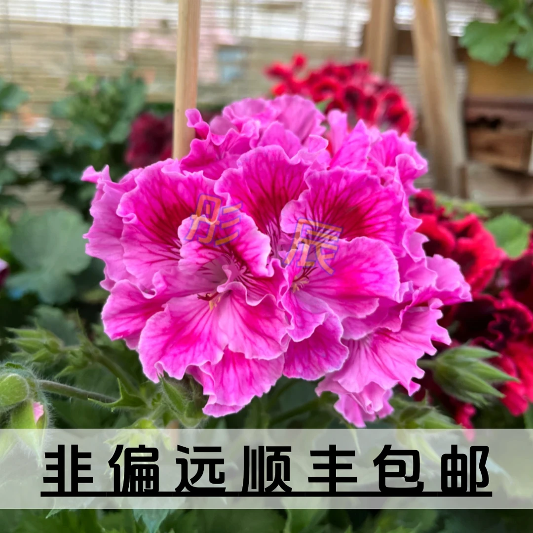 蝴蝶梅花苗大花天竺葵花卉多年生四季好养盆栽花山东潍坊基地直销