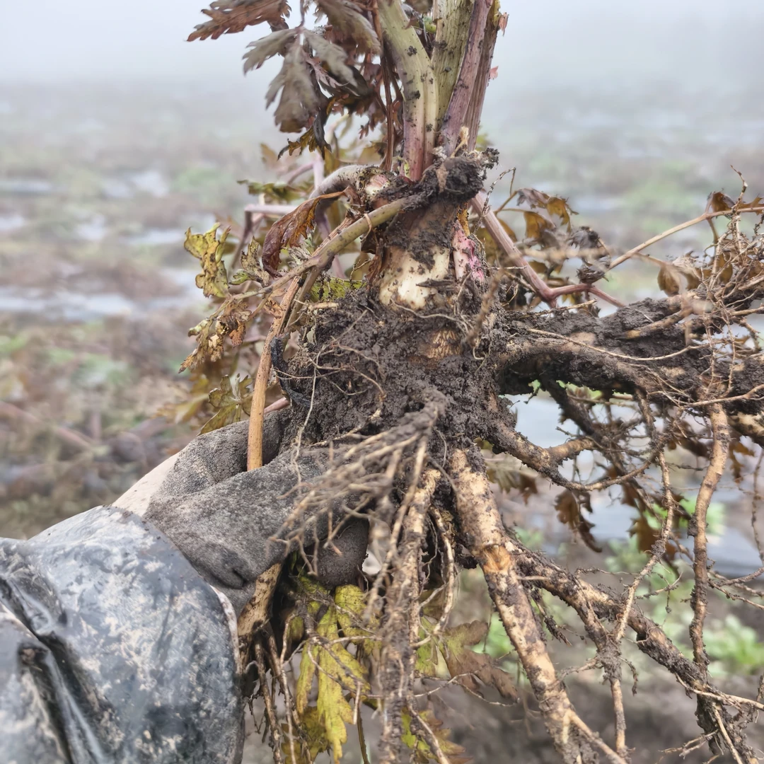 甘肃农户自家种植五六成干当归回家直接晾晒