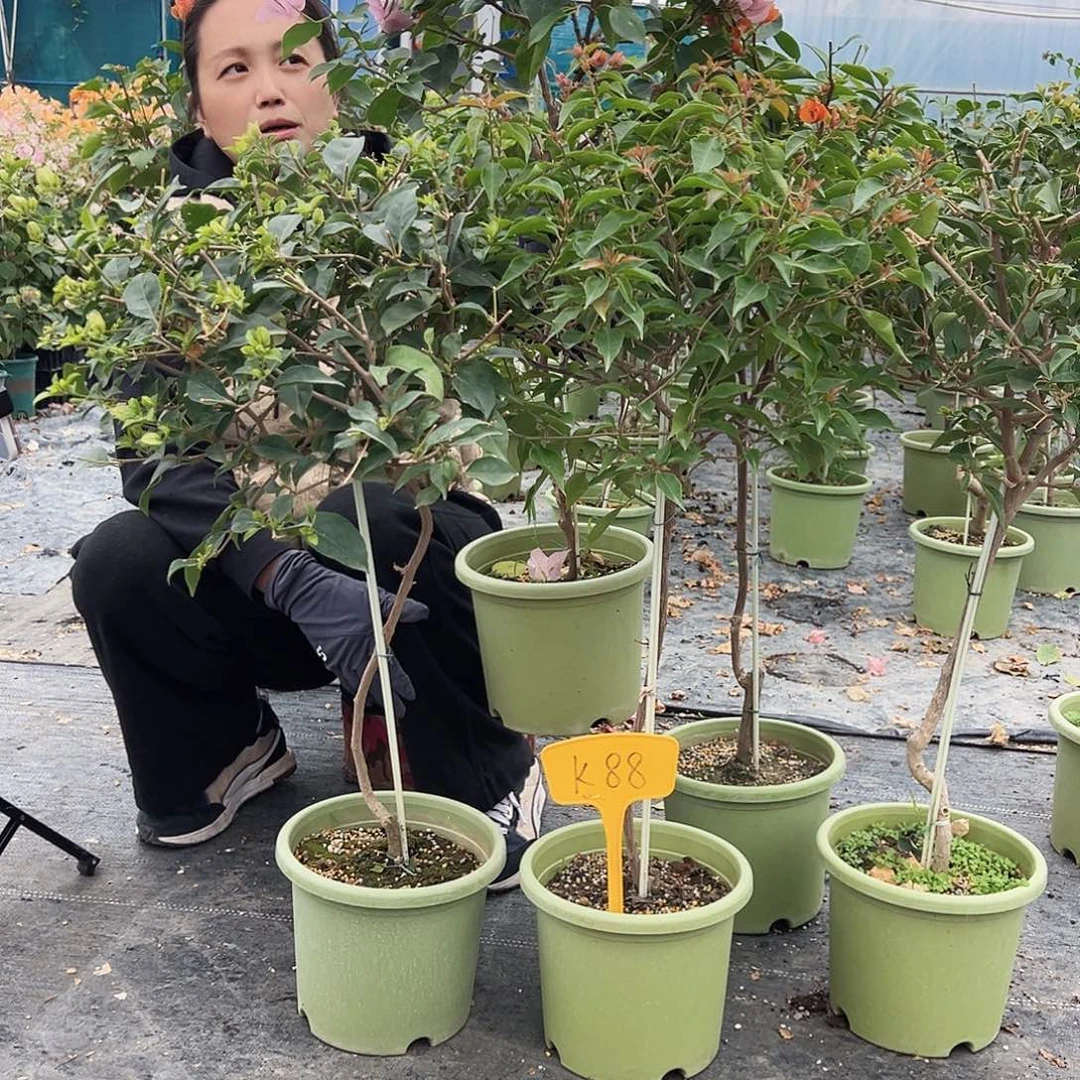 大部分花苞少量开放K88原生棒棒糖一颗39.9