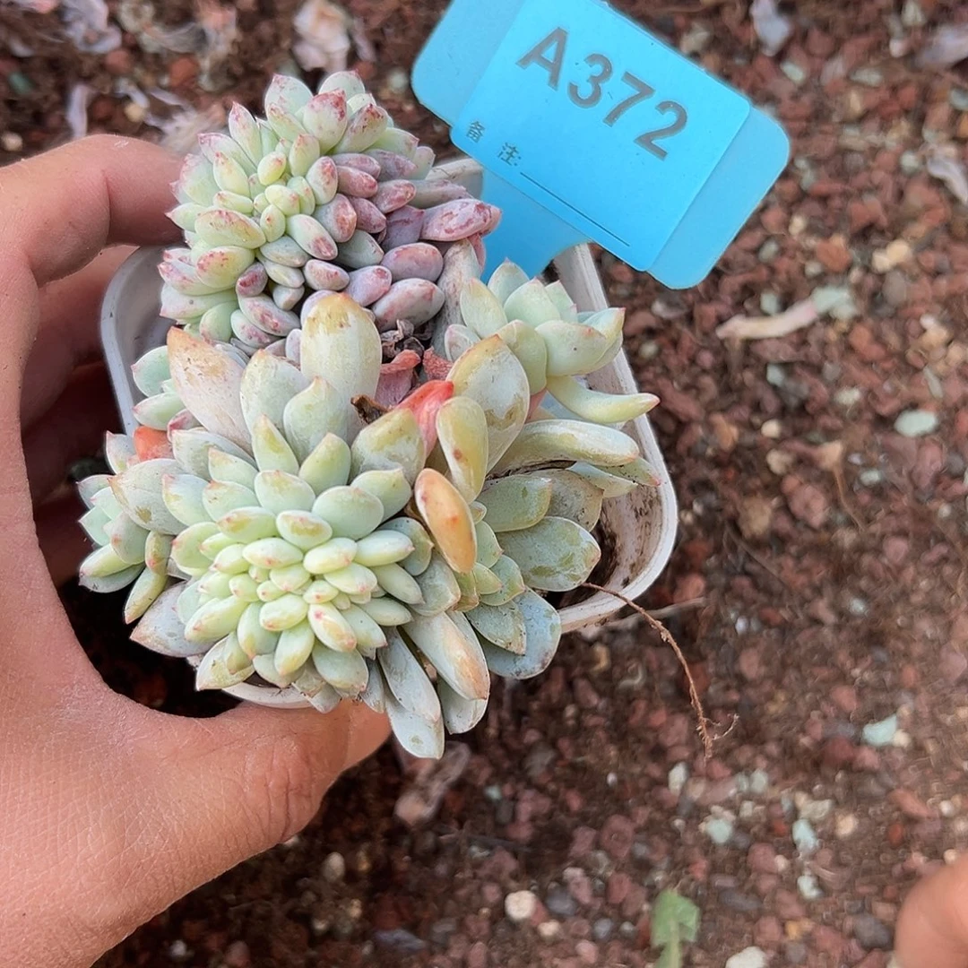 慢***)多肉植物一物一拍