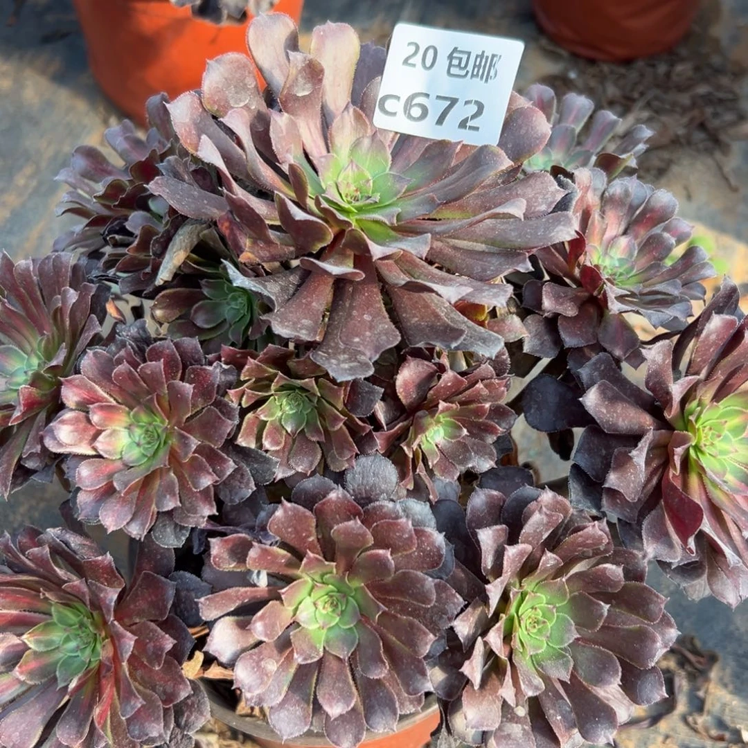 672月亮石，多肉法师