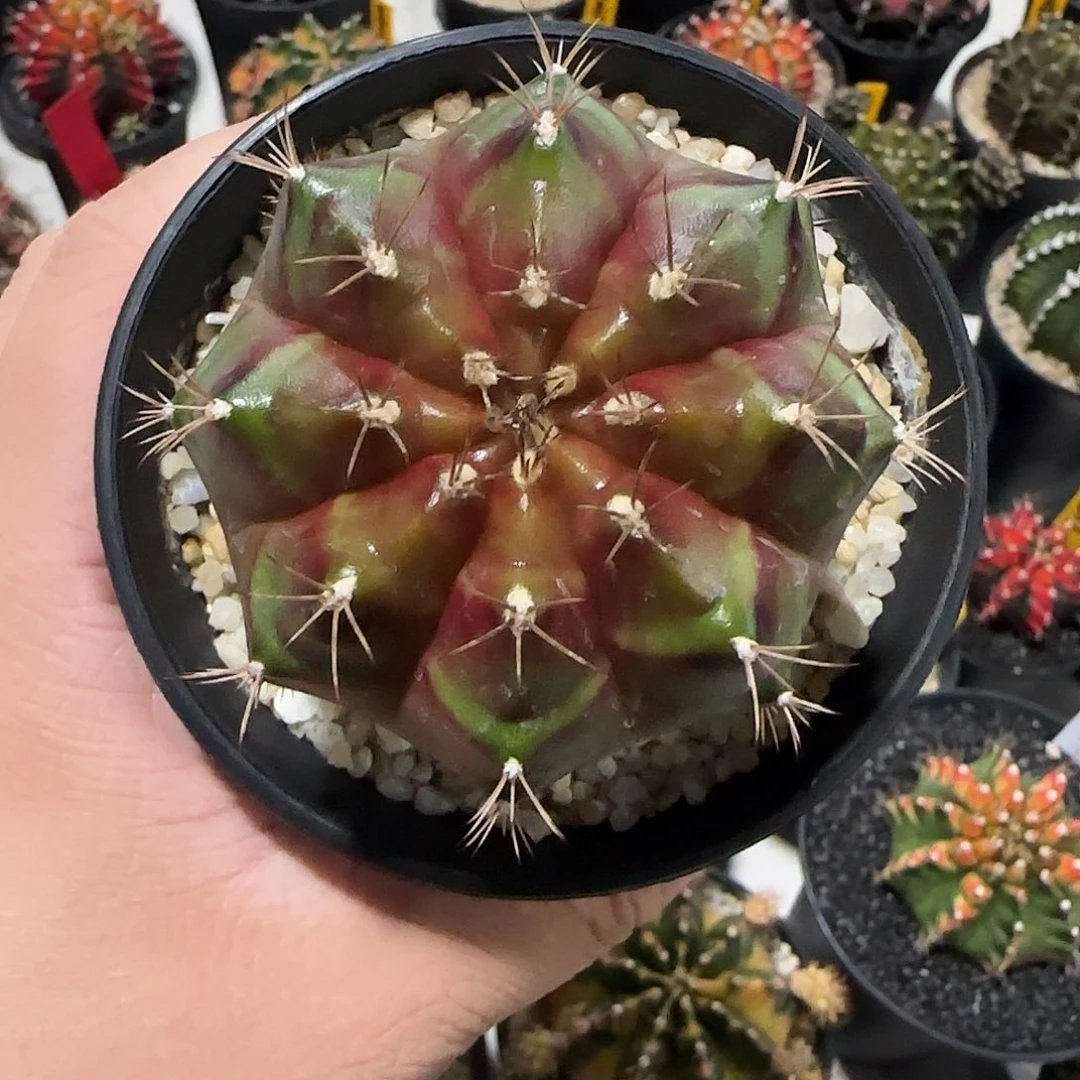 811-1224泰国米哈多肉