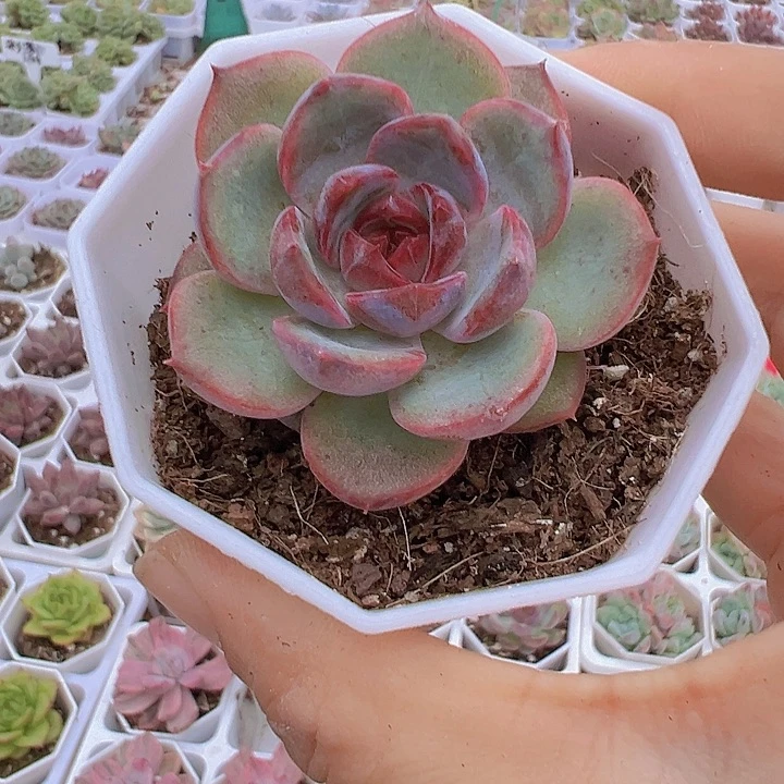 黑橙带盆19包邮多肉