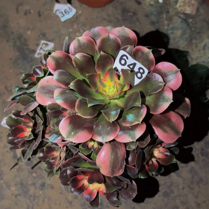 648香妃多肉植物不售后