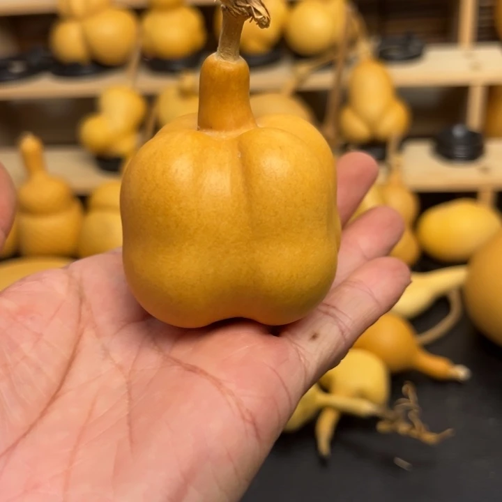 一*呀45588888566655696669