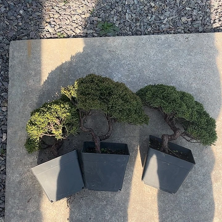 无花朵济州真柏3棵