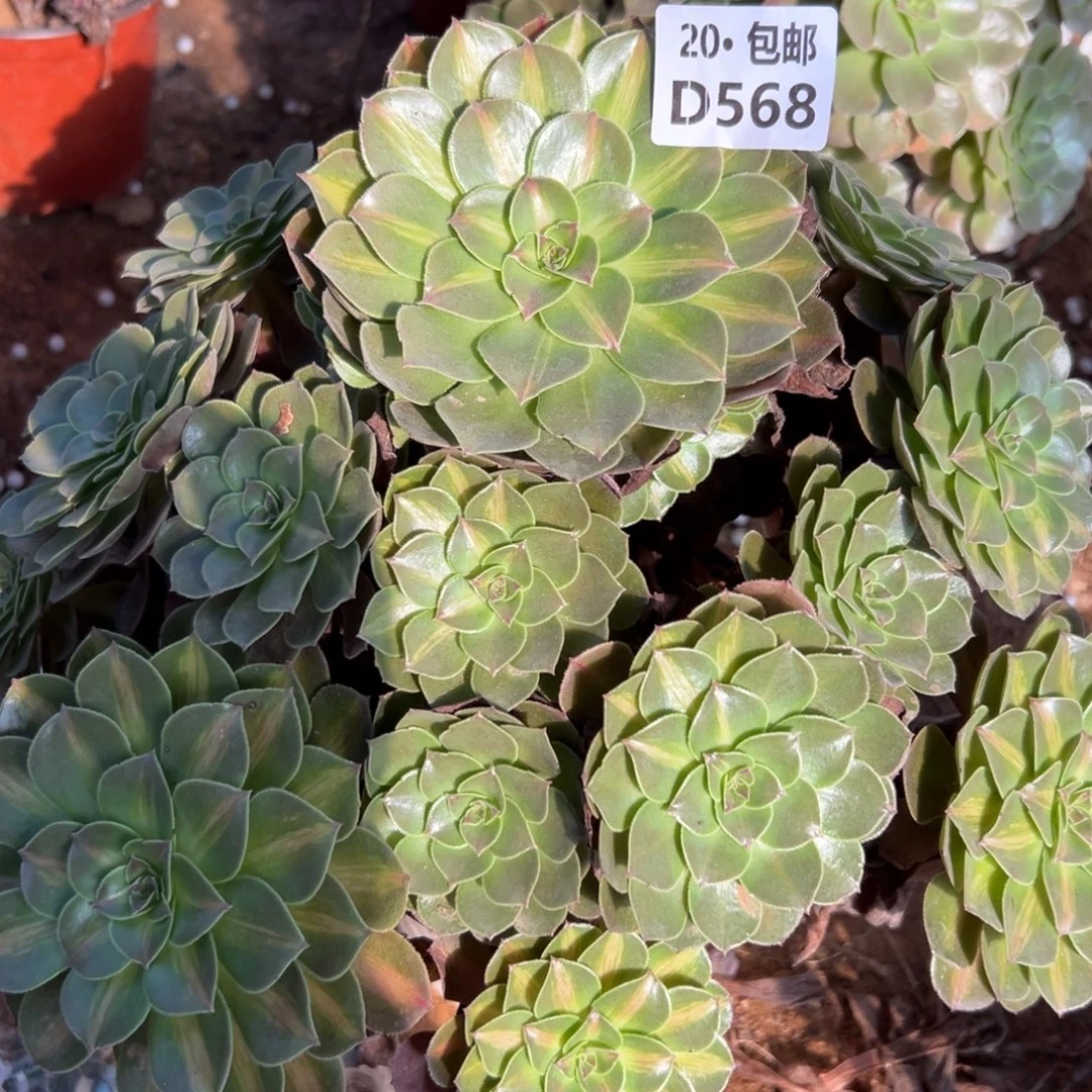 568红茶，多肉法师