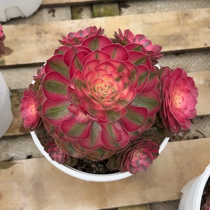 法师多肉植物荔枝