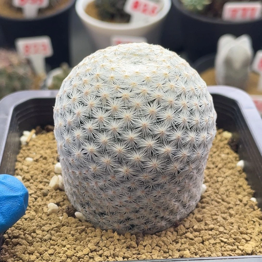 大玉白鸟带盆土包邮