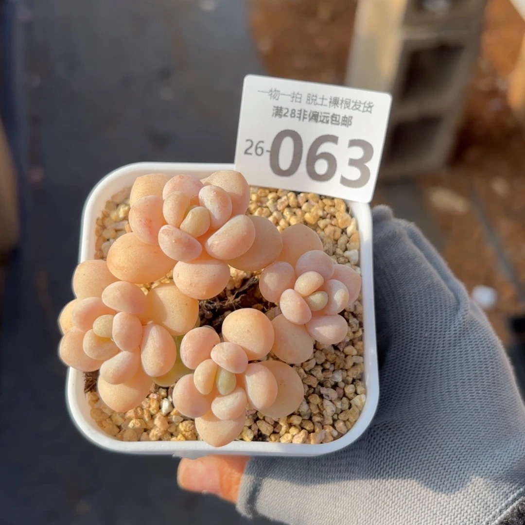 奶白糖老桩多肉多肉