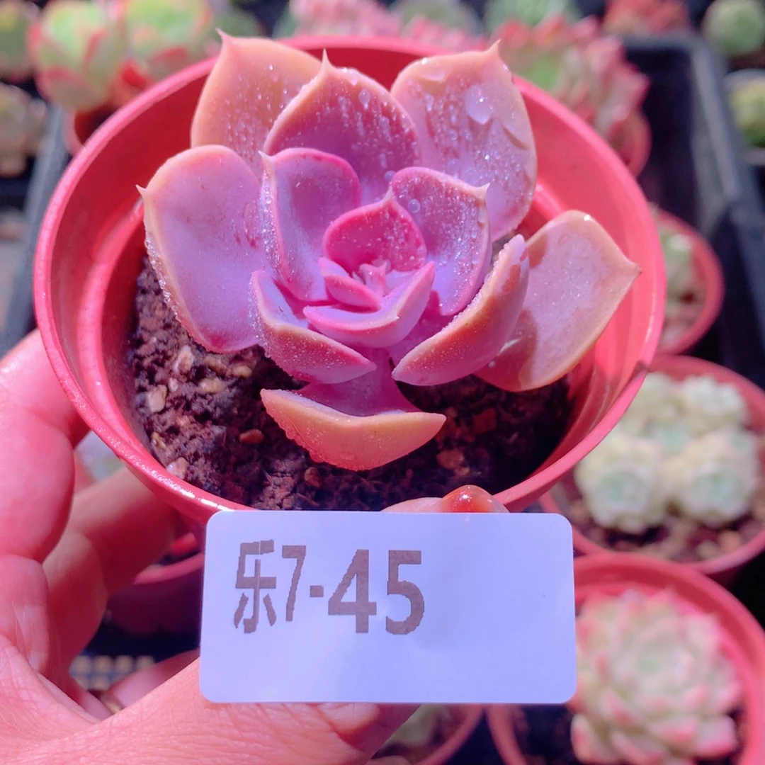 乐然 7-45 紫珍珠