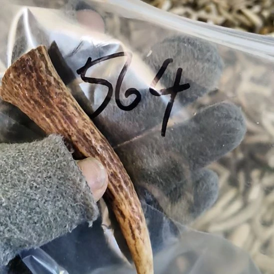 风***雨鹿角鹿角鹿角鹿角鹿角鹿角