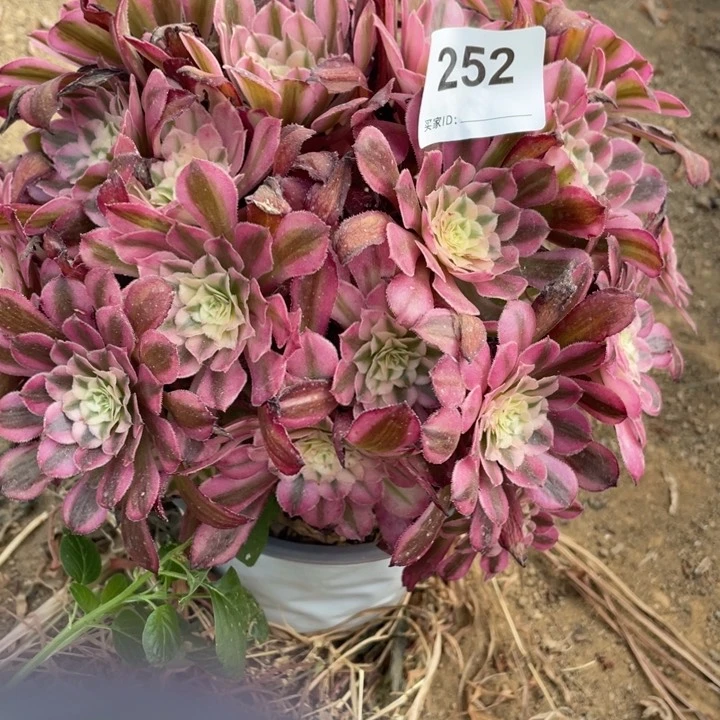 无花朵252多肉植物红铜白