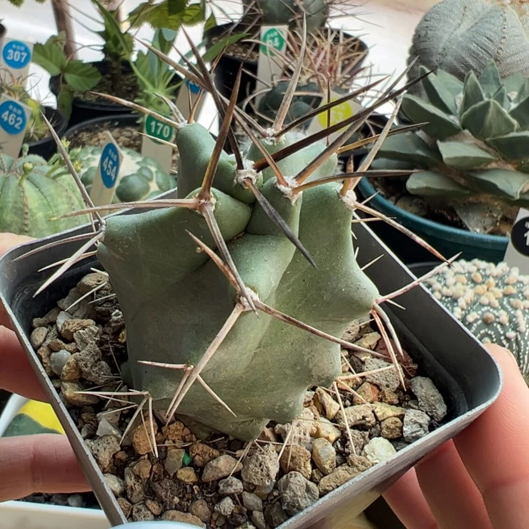 粗刺少刺虾实生一棵