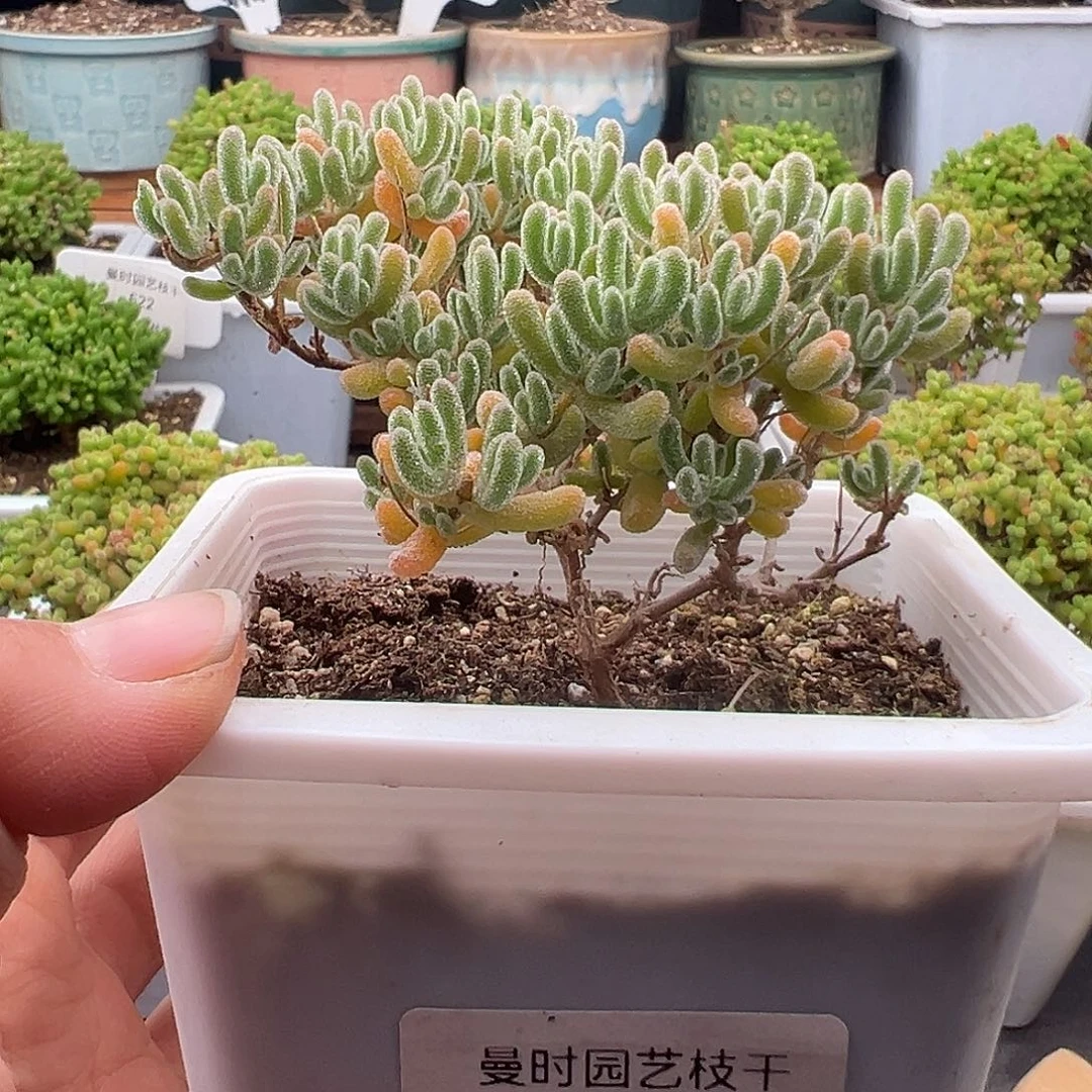 13号冰晶12.20多肉