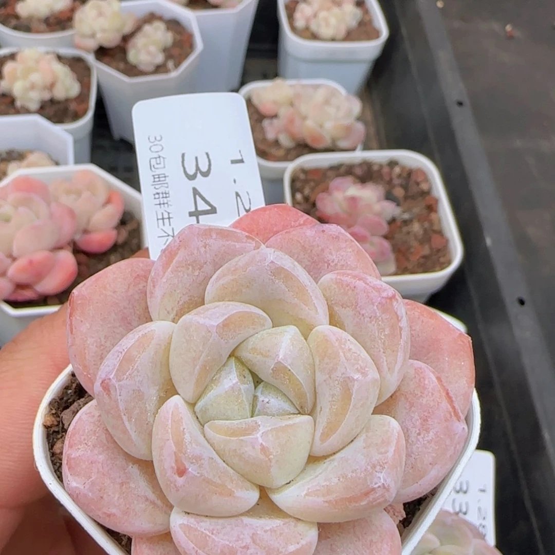 冰玉单头一颗脱土发货