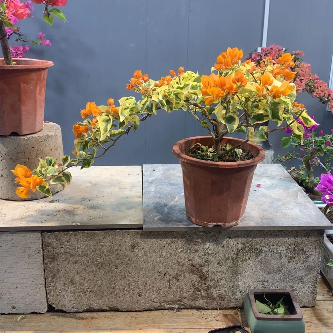 大量花朵（建议范围：8朵-15朵 或40%以上）