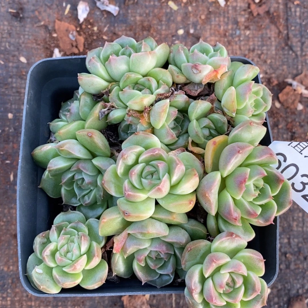 不包整散掉头6032~9厘米