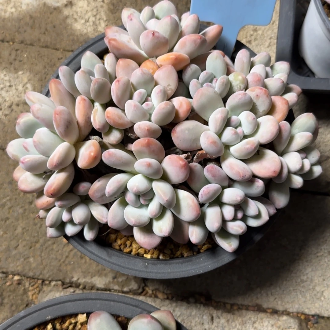 老桩新香水1111111111111111