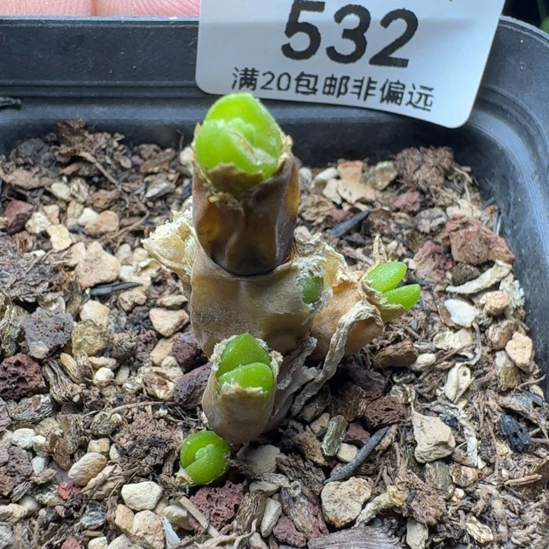 碧光环带盆土。