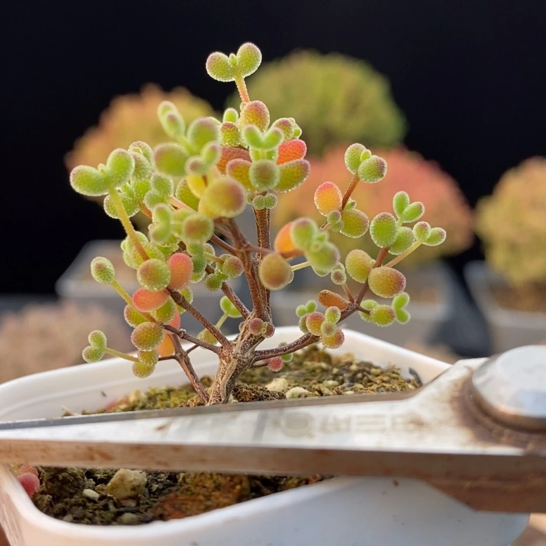 763实生糖球，5.5盆