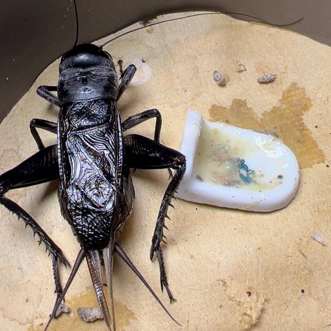 万里云层黑葫芦模型