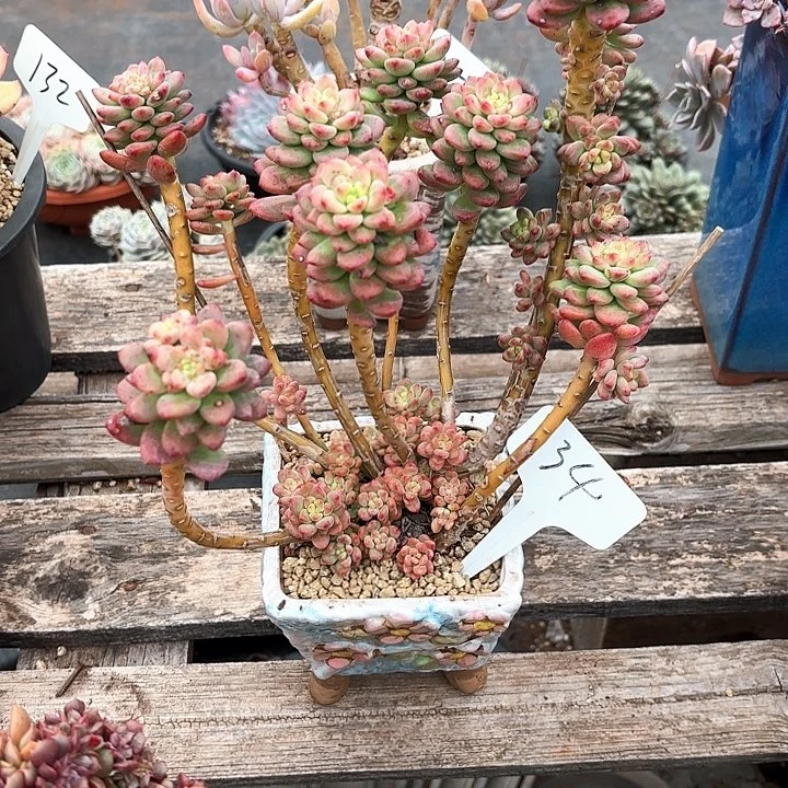 多肉植物，香格里拉34号