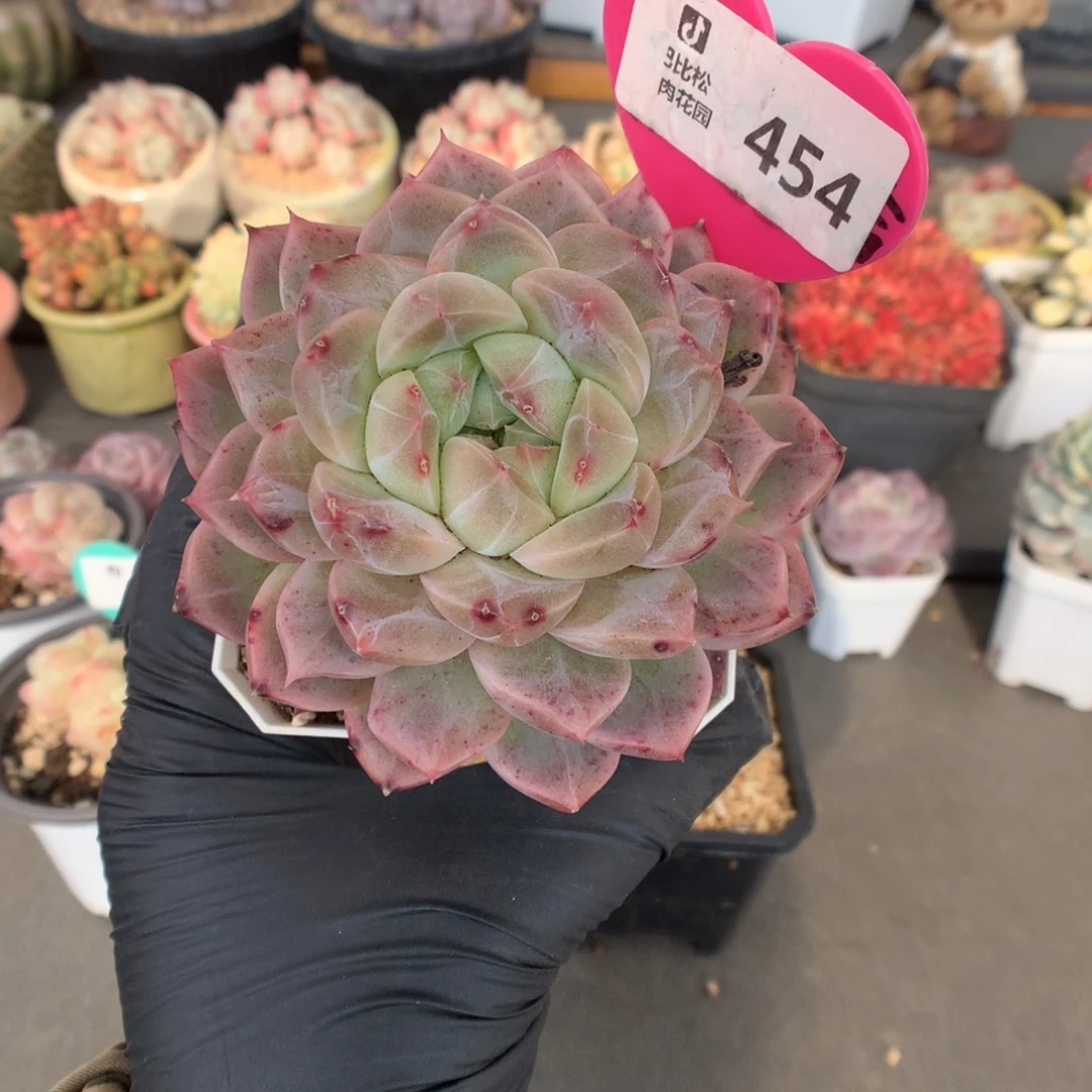 454 水晶灯赞赞福利拍