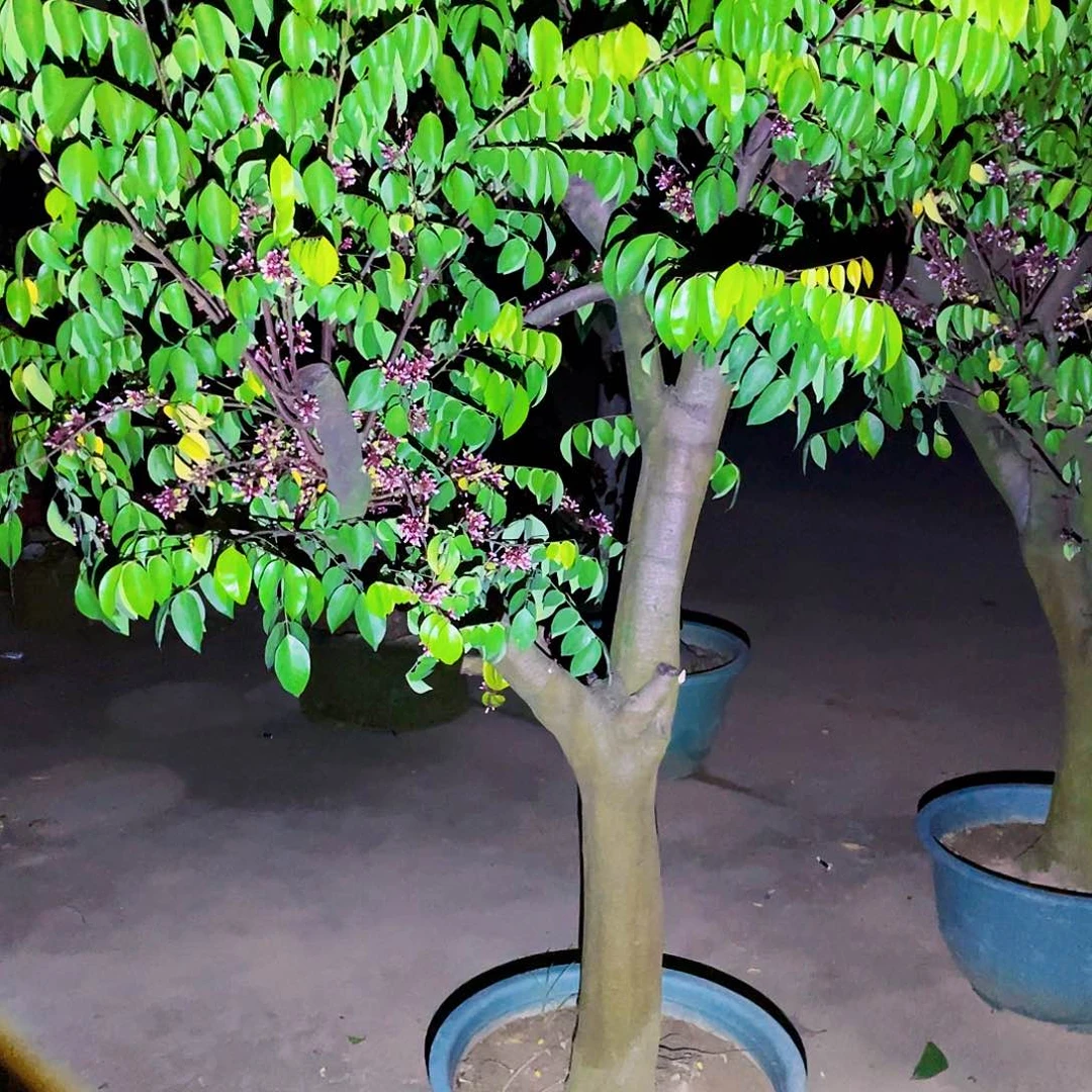 无花朵深*蓝888888888888888