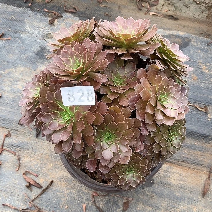 多肉植物黑瞳828号