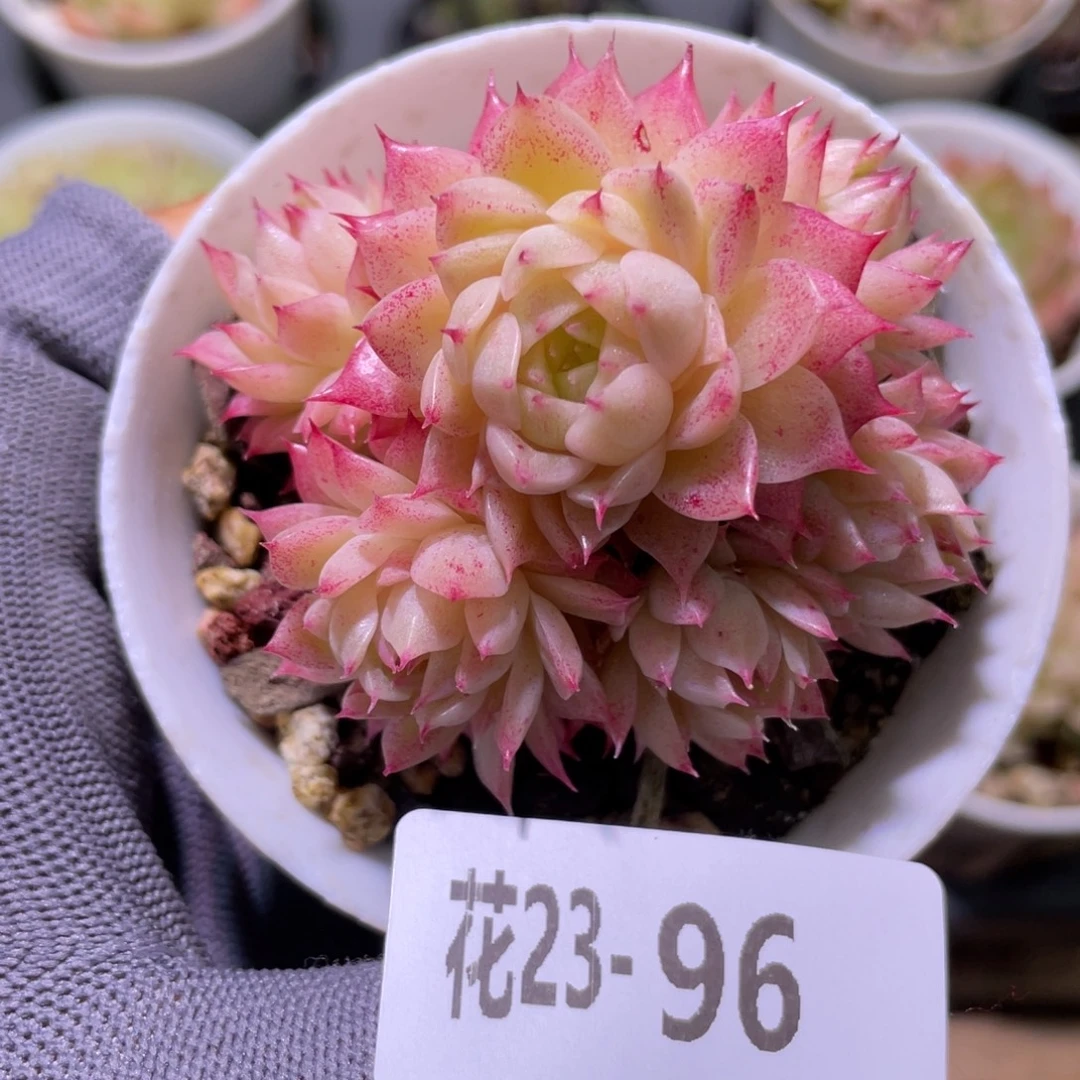 花利美23-96麦秆群