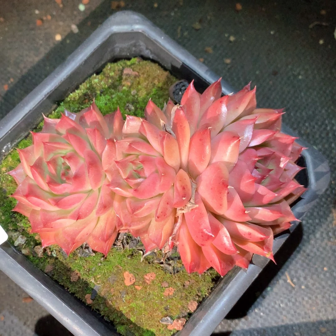 6404不包掉头整散特价处理