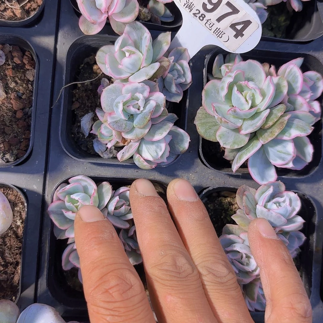 B974伯克利锦一物一拍