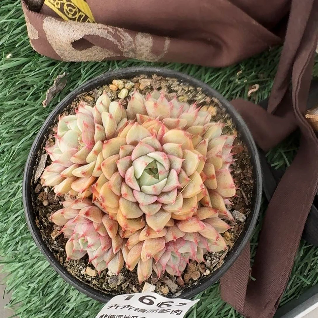 1663 卉卉精品多肉 非偏远地区活28元包邮