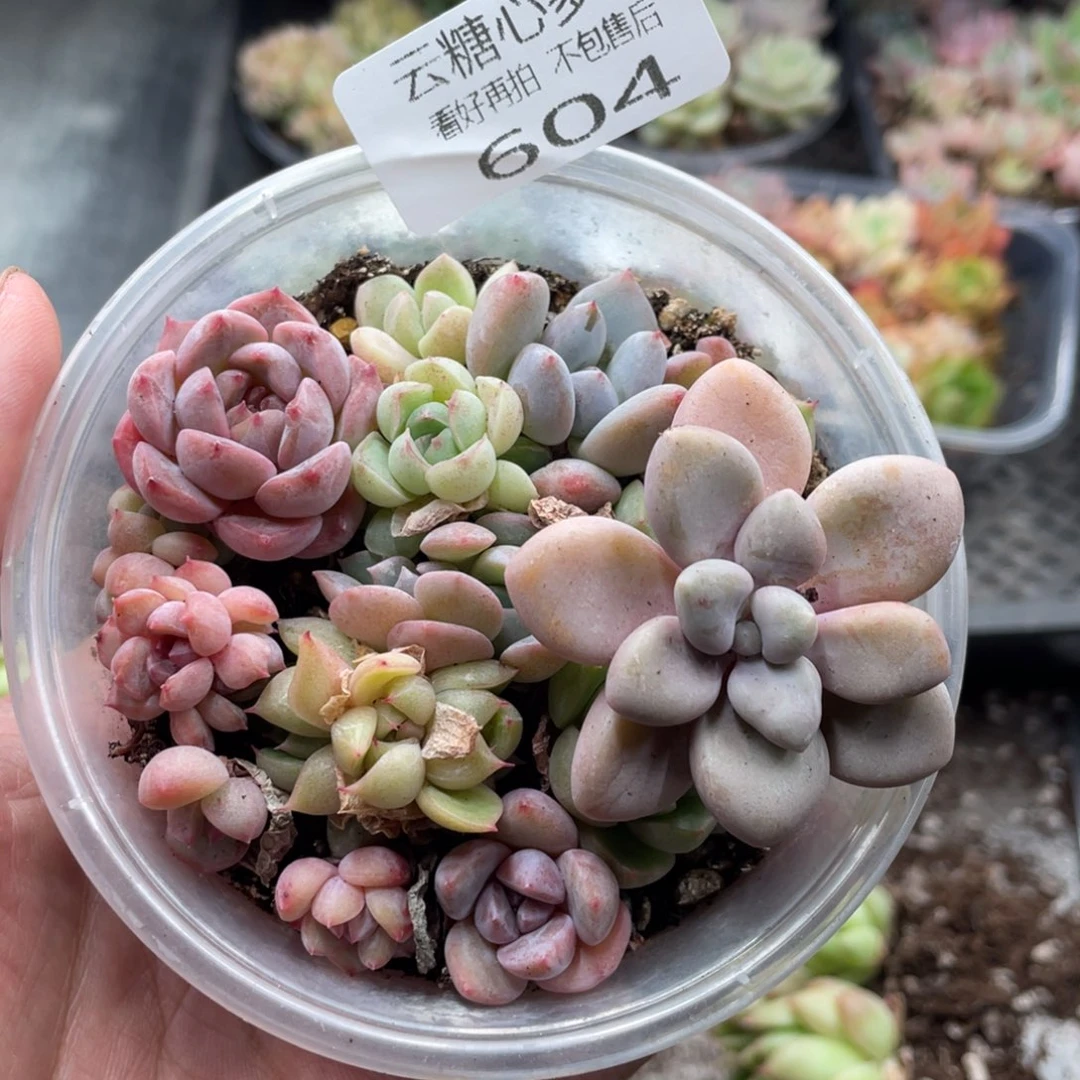 云糖心多肉植物604