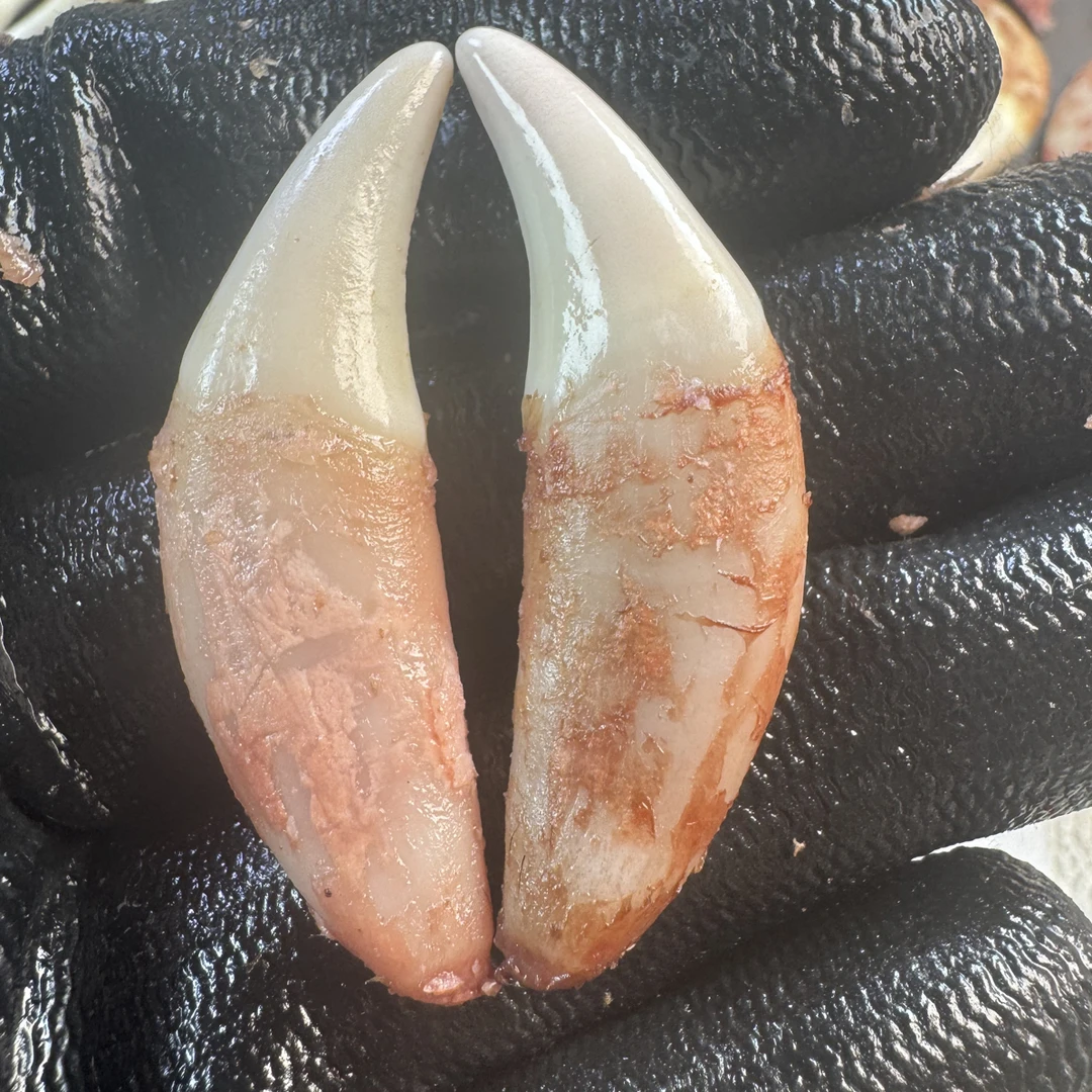 黑狗牙一物一拍生拆链接项坠手工简约