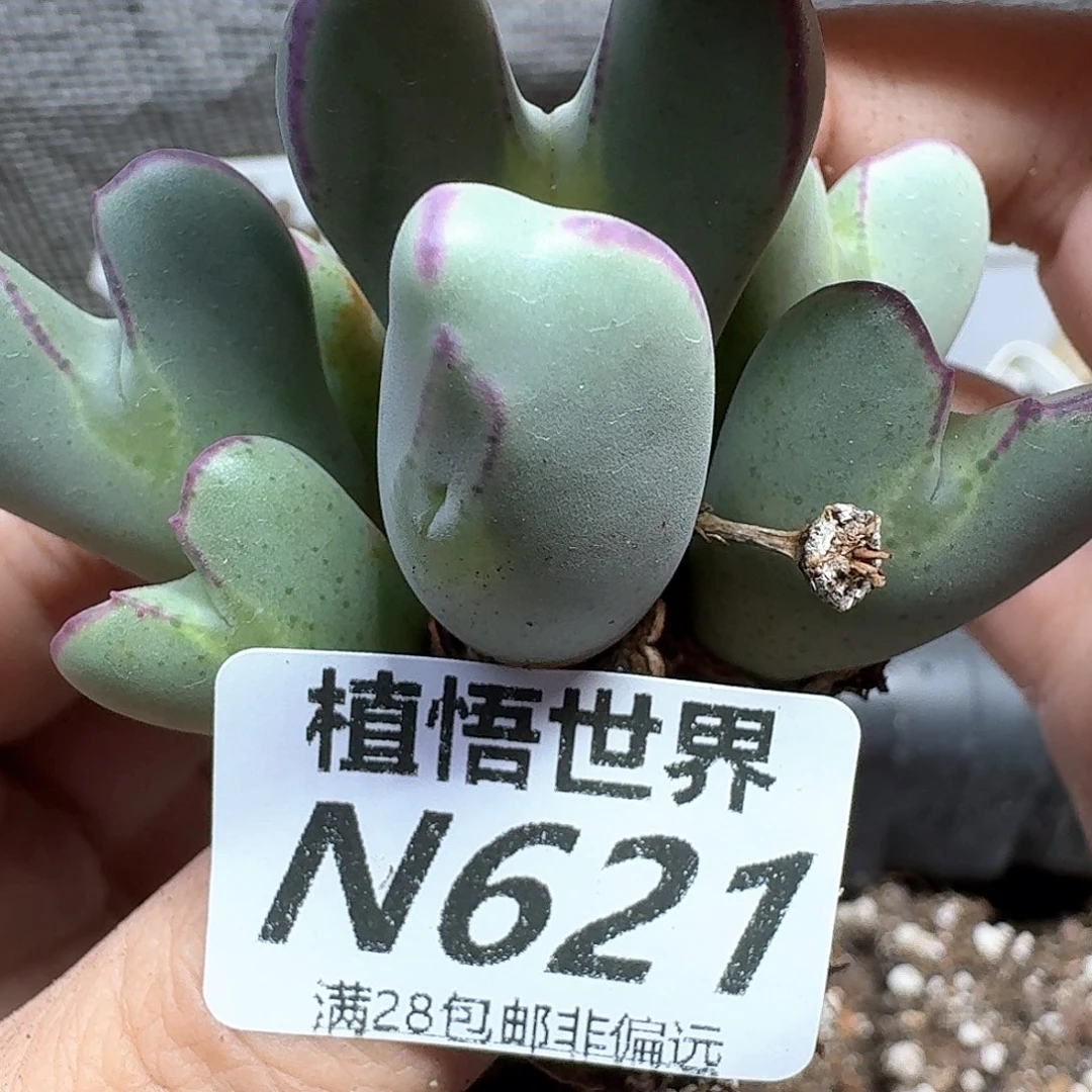 多肉植物的润泽法v
