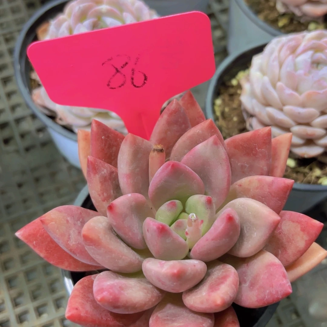 我的小可爱们都好可爱