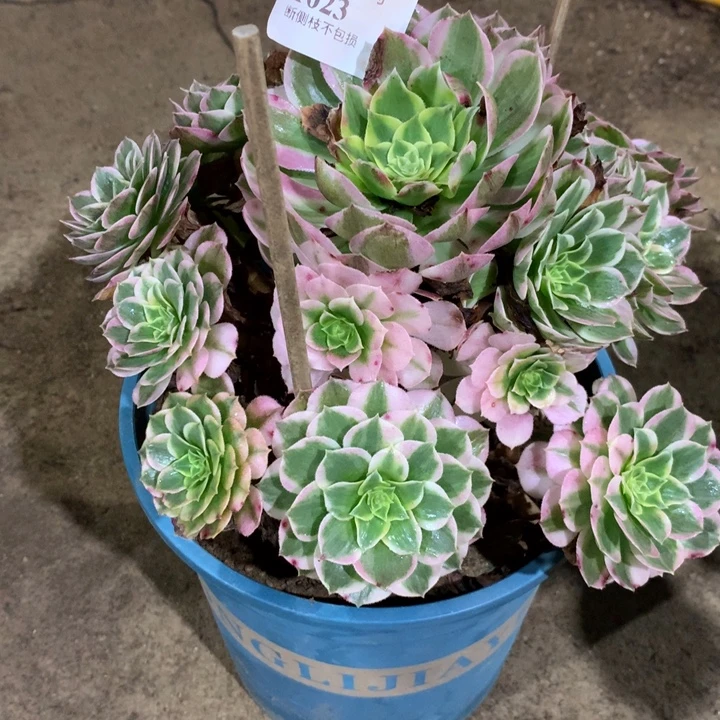 1023海仙多肉植物特价