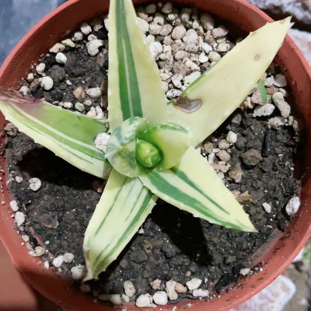 θ不夜城锦小颗包邮