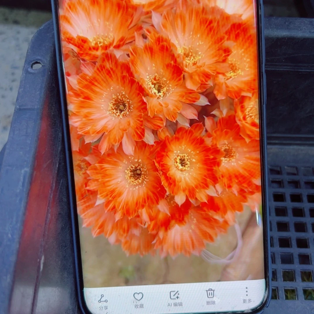 下80丽花香橙歪无根侧芽2一3公分左右20包邮