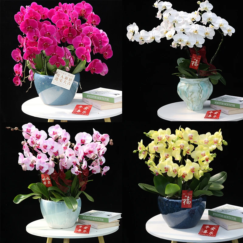大号【蝴蝶兰带花苞盆栽】长花期花卉室内鲜花绿植办公客厅好养白红