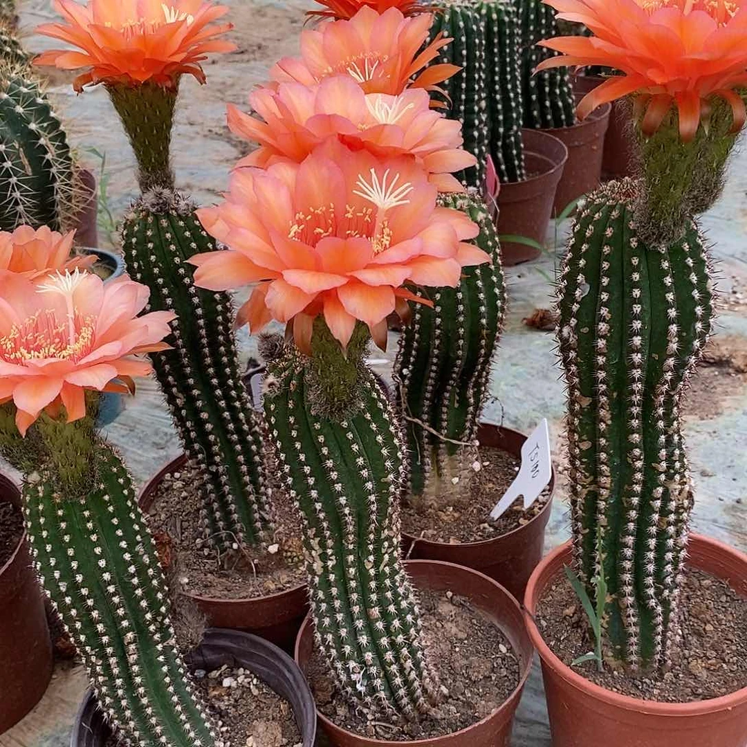 毛TS100脱土摘花发货干疤