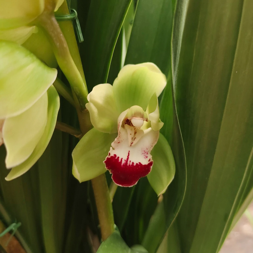 精品大花蕙兰玉观音兰花不售后